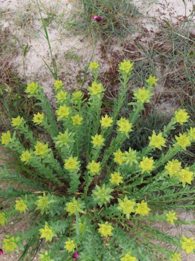 Euphorbia seguieriana