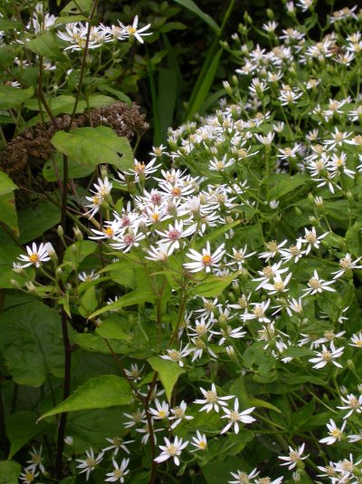 Eurybia divaricata (= Aster divaricatus)