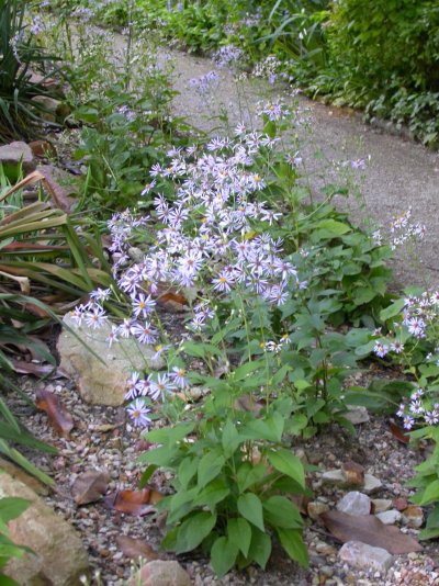 Eurybia macrophylla