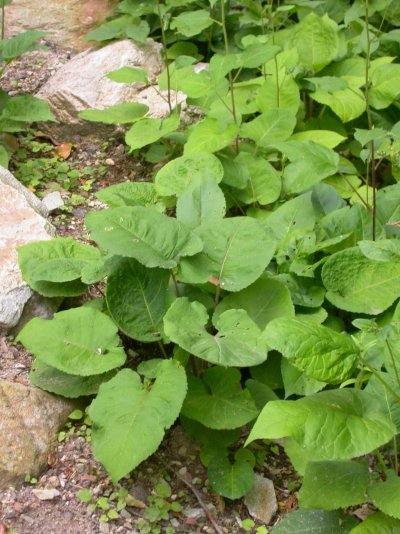 Eurybia macrophylla