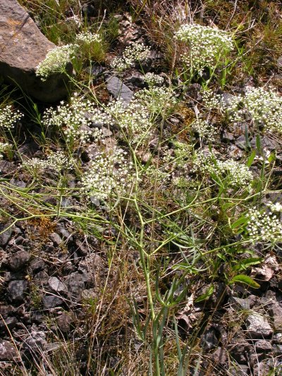 Falcaria vulgaris