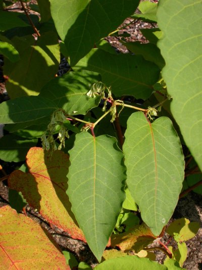 Fallopia sachalinensis 