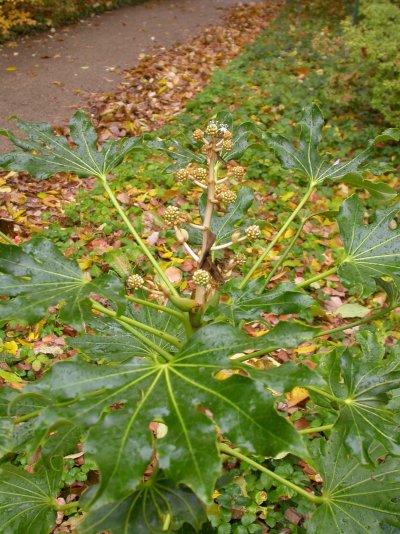 Fatsia japonica