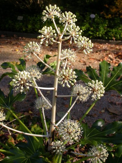 Fatsia japonica