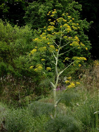 Ferula communis Ferula communis