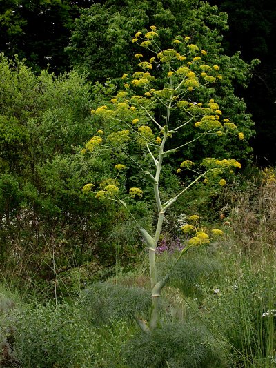 Ferula communis