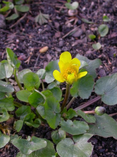 Ficaria grandiflora