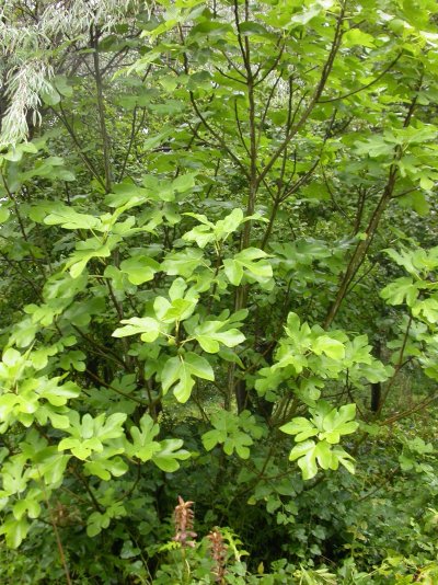 Ficus carica