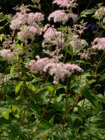 Filipendula multijuga var. ciliata