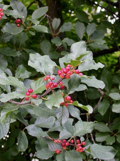 Frangula alnus