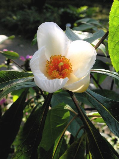 Franklinia alatamaha