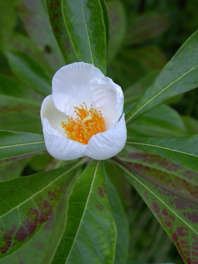 Franklinia alatamaha