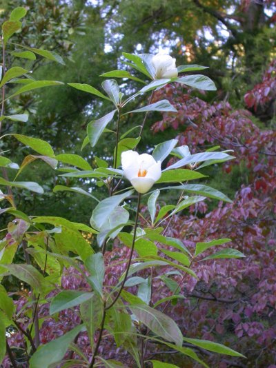 Franklinia alatamaha