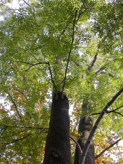 Fraxinus excelsior