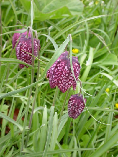 Fritillaria meleagris