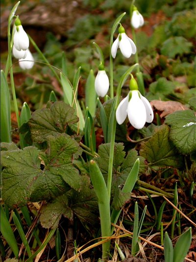 Galanthus elwesii