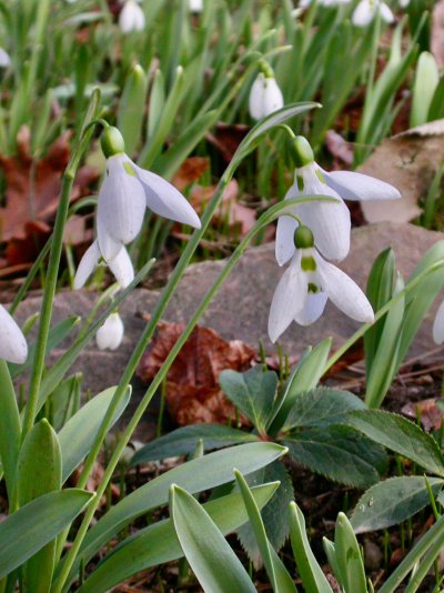 Galanthus elwesii
