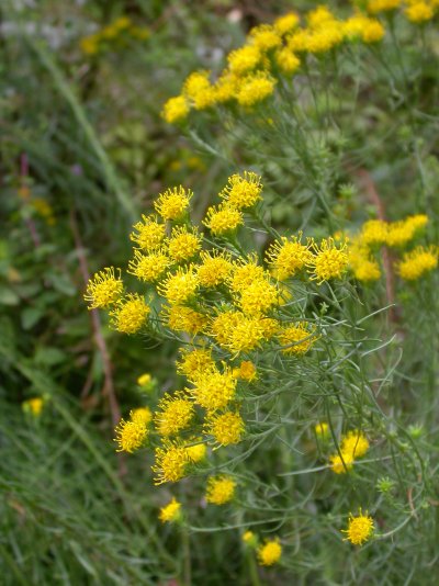 Galatella linosyris