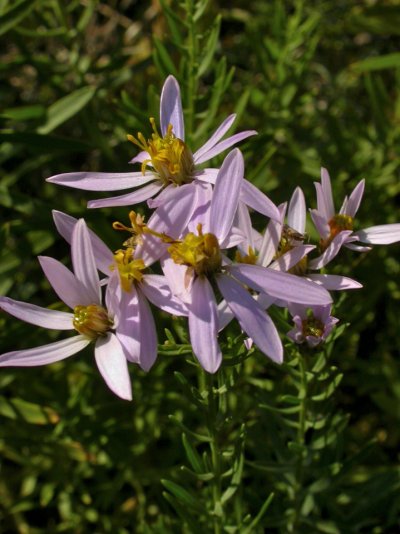 Galatella sedifolia