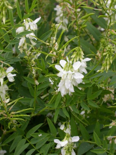 Galega officinalis