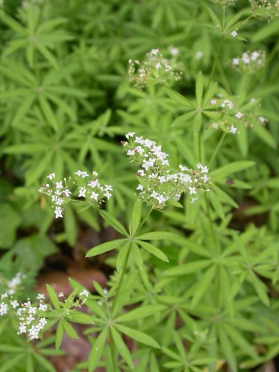 Galium intermedium
