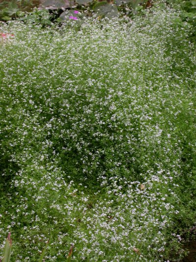 Galium palustre