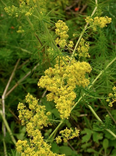 Galium verum