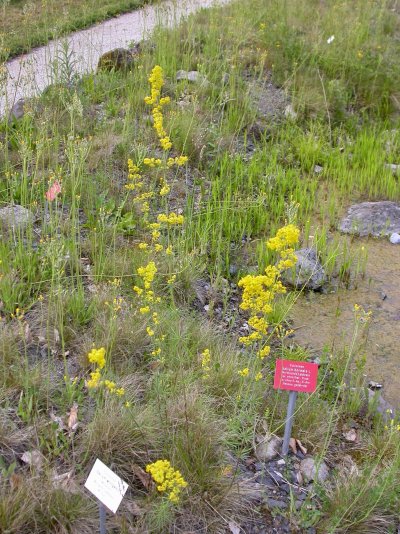 Galium wirtgenii