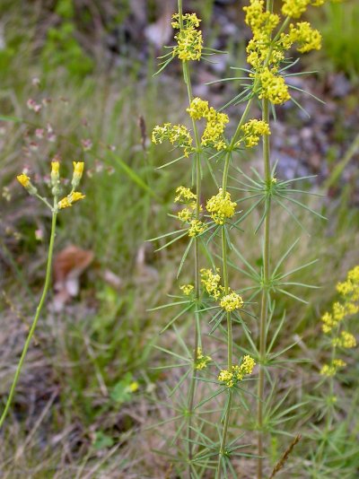 Galium wirtgenii