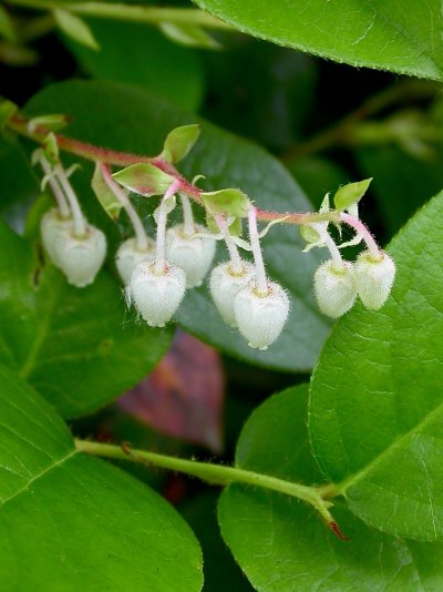 Gaultheria shallon