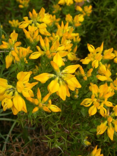 Genista hispanica