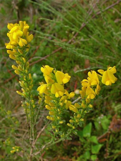 Genista pilosa