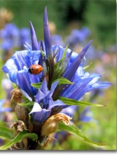 Gentiana asclepiadea Gentiana asclepiadea