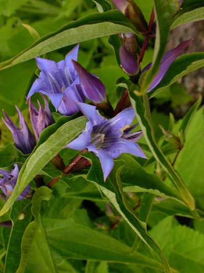 Gentiana asclepiadea Gentiana asclepiadea