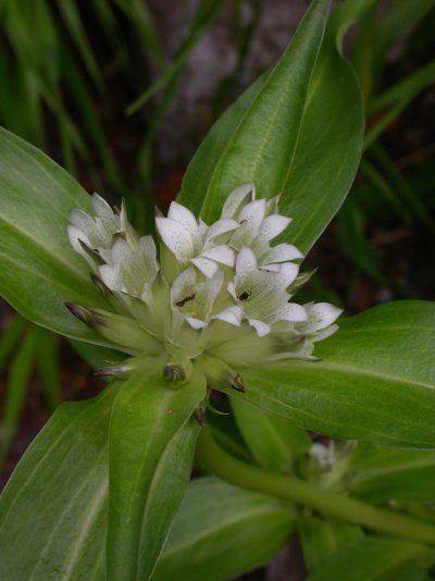 Gentiana crassicaulis