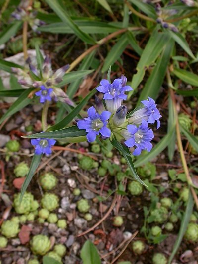 Gentiana cruciata subsp. phlogifolia