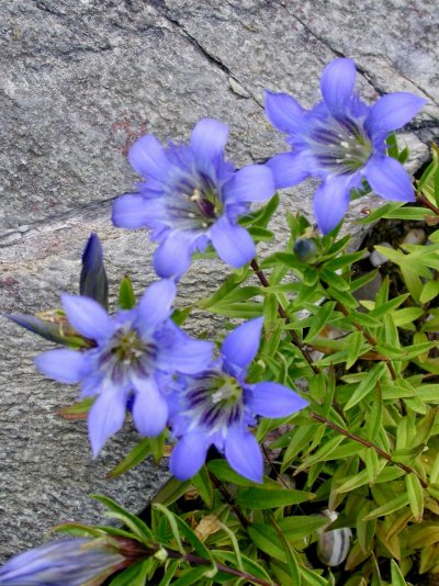 Gentiana septemfida