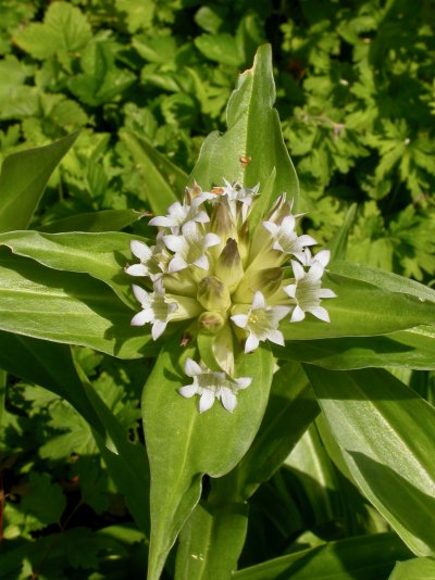 Gentiana tibetica