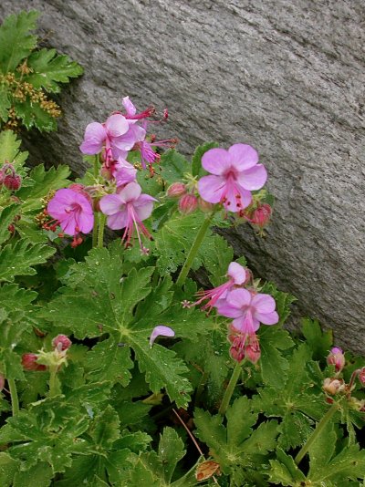 Geranium macrorrhizum