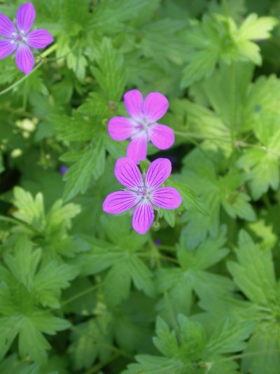 Geranium palustre