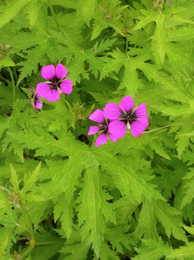 Geranium psilostemon