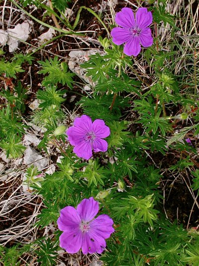 Geranium sanguineum