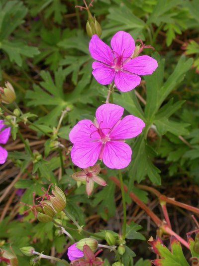 Geranium soboliferum var. hakusanense