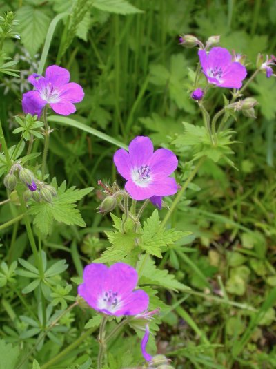 Geranium sylvaticum