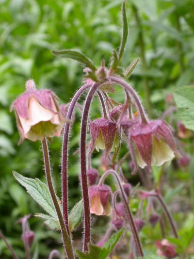 Geum rivale