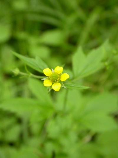 Geum urbanum