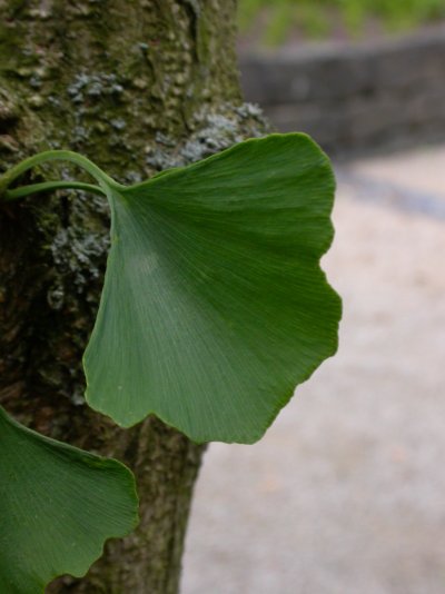 Ginkgo biloba