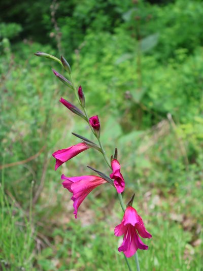 Gladiolus × byzantinus
