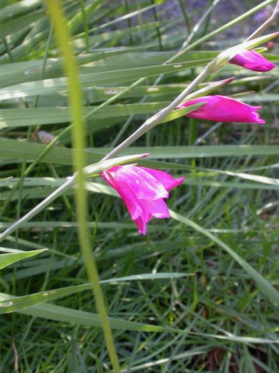 Gladiolus palustris