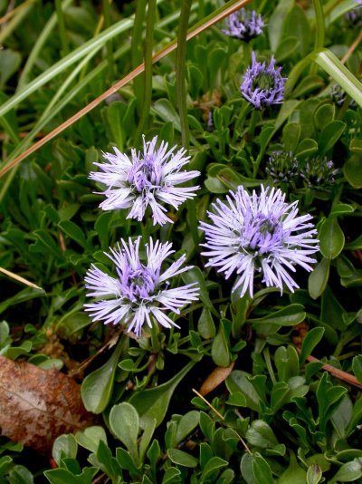 Globularia cordifolia